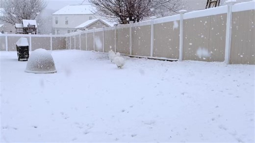 Here’s us Eskies enjoying NJ’s Blizzard of 2026! | The Amazing Eskies