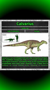 Calvarius is an ornithopod from the Late Cretaceous of Spain. The modified metatarsal that it is known from shows convergent evolution, resembling those of non-iguanodontian ornithopods more than closer relatives. This is likely due to fulfilling its island habitat niche, resulting in Calvarius becoming a small-bodied animal, capable of rapid locomotion. #calvarius #dino #dinosaur #dinosaurs #cretaceous | Total Dino