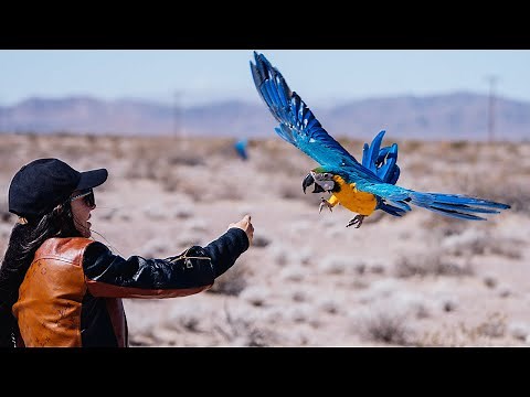 Charlie the Blue and Yellow Macaw