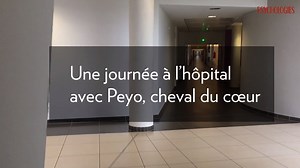 47K views · 960 reactions |  Doté d’une extraordinaire empathie, Peyo, étalon de 14 ans, apaise, réconforte et veille les patients de maisons de retraite et de cinq hôpitaux en France.  Une connexion incroyable, unique, entre un cheval et des humains, jusqu’au dernier souffle. | Psychologies | Facebook