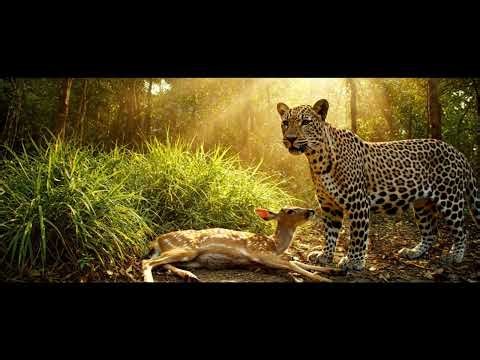 Leopard Saves Deer From Gaint Anaconda Animal Rescue Stories