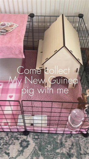 Meet my new piggie! She is an 11 month old rescue. She came from a breeder of show Guinea pigs but she is overmarked and the breeder was looking to downsize her collection! 🥺⭐️ #newpet #guineapigs #properpetcare #goviralgo🤩 #fyp