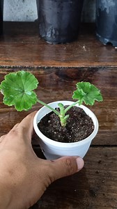 981K views · 5.8K reactions | Grow Geranium cuttings at home  #geranium #geraniumcare #geraniumPropagation #GrowPlants #gardening #garden #plants #reels #trendingreel #trendingreels #facebookviral #facebookreel #facebookreelsviral #HomeGardening #plantreel #reelgardening | Gardening Ideas | Facebook