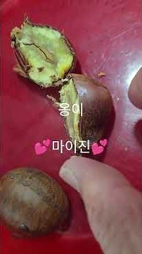 밤 영양을 100% 먹는방법(#옹이#마이진#생밤#shorts#지영규tv)