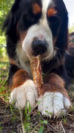 Cute Dog Eating with Pure Joy | Viral Pet Video
