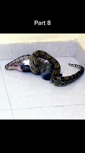 Python hunting rabbit😱 #wildanimals #python #rabbit #animals