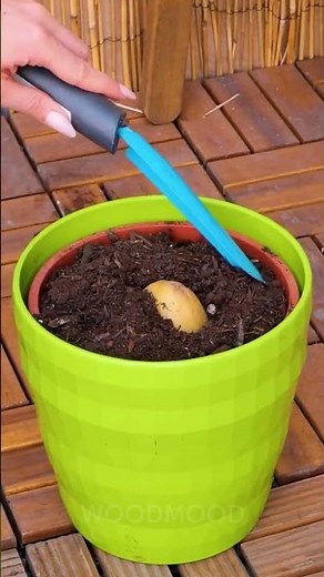 4 Cheap and Effective DIY gadgets for your garden! 🌳