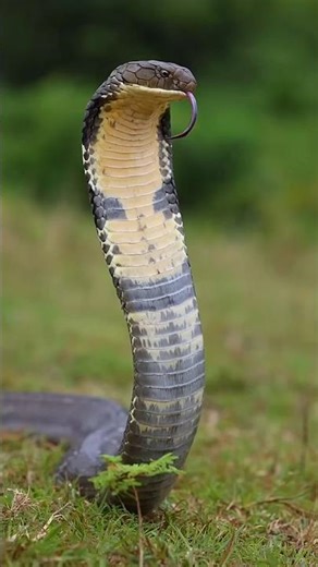 This Snake Eats Other Snakes! 😱 | King Cobra