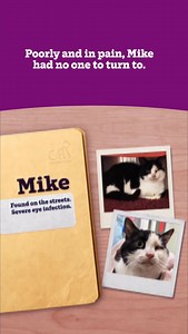 Cats are being abandoned, neglected and harmed right now. But your gift can give them the care and love they need. | Cats Protection