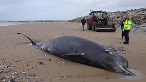 Frankreich: Wal in der Nähe von Calais gestrandet
