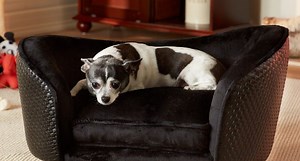 5 Stylish Dog Sofas for Lazy Pups