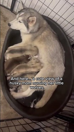 The Absolute Cutest Husky Puppy Moments You’ll Ever See #huskypuppies #huskypuppy