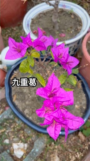 九重葛的世界… #九重葛 #花 ##flowers #盆栽 #肥料