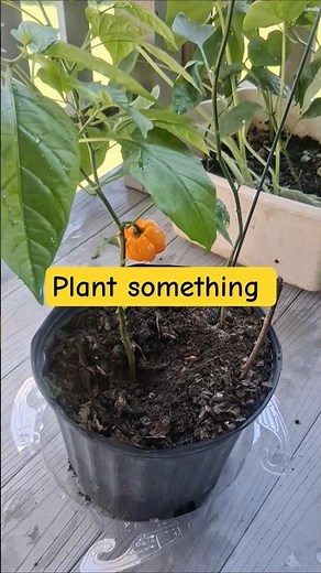 growing peppers is easy #gardening