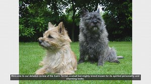 Cairn Terrier: Spirited, Sturdy, and Full of Charm - A Detailed Review