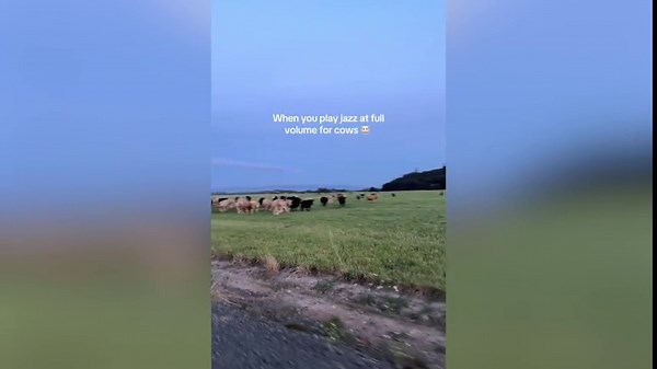 Friends Play Jazz for Cows To Test Reaction, Never Expect What Happens Next