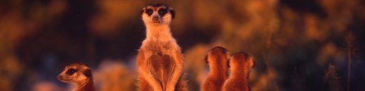 Jobs and Careers - WWF-Australia | Jobs at WWF | WWF Australia