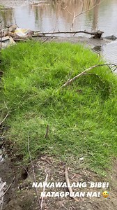 Nagpapangap na damo bitek ko 🦆 #madlaloft #madlalofttv #ibon #bird #kalapati #pigeon | MADLA LOFT TV