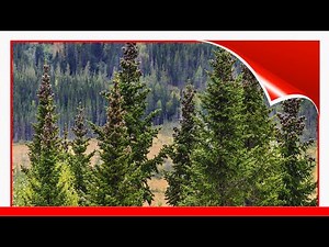 12 Easy-To-Grow Types Of Fir Trees 🛋️