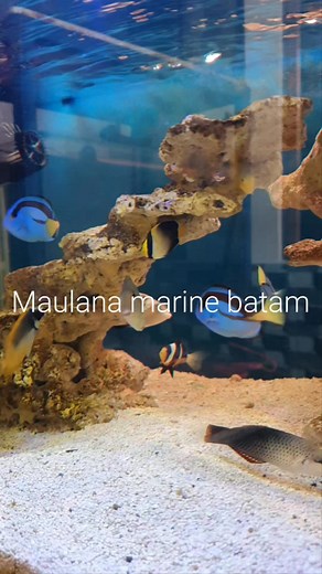 Dori ku semakin hari semakin besar😅 #dori #bluetank #fish #aquariumlaut #ikanhiaslaut #pemula #aquamarine #saltwater #batam | Maulana Pamanah Rasa