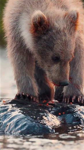 Young bear's first salmon eggs #bear #fishing #wildlife