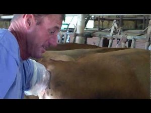 cow fisting
