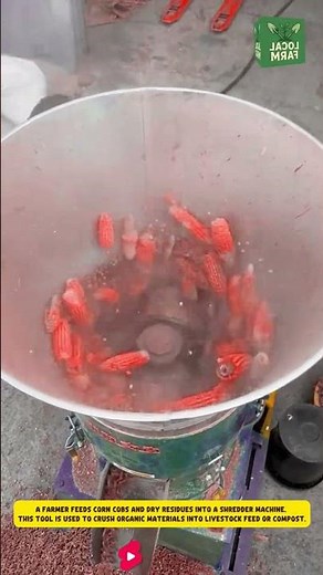 A farmer feeds corn cobs and dry residues into a shredder machine