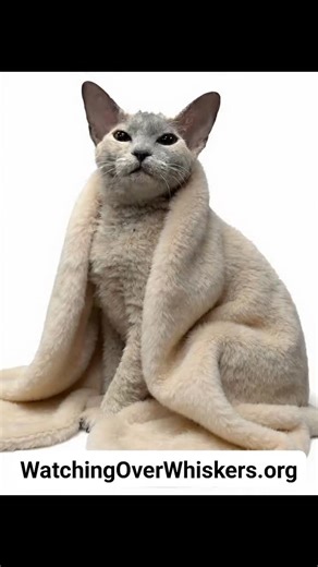 Meet ROXY She's a Devon Rex, about a year old and she's cuddly and playful. She craves human attention and will want a home with another laid back feline, possibly a male. She came to us in poor health with ringworm. She's healthy now, vetted and ready to find a family who will cherish her and NEVER allow her to be outside on her own again. Sharing IS Caring. No tiny humans, dogs or large multi cats homes need apply. Do you work from home and have a laid back feline seeking a companion? That mig