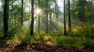 Beautiful Sunlight Forest 库存影片视频（100% 免版税）1060516912 | Shutterstock