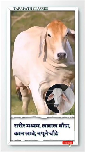 थारपारकर नस्ल। पशुपालन विज्ञान। कृषि पर्यवेक्षक। पशु परिचर।#agriculturesupervisor #cowbreed #shorts