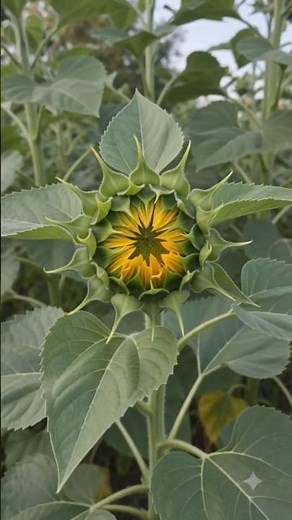 Growing🌻Sunflower Seed to Giant Flower TimeLapse Compilation #PlantGrowth #FlowerLovers #TimeLapse