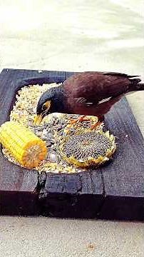 4K Common Myna Birds Eating Seeds | Relaxing Bird Sounds & Peaceful Nature 🌿🐦