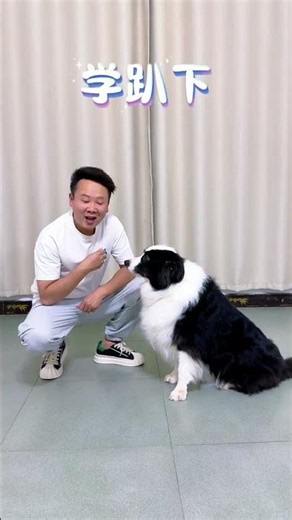 Master Dog Training in 3 Easy Steps: Simple & Effective