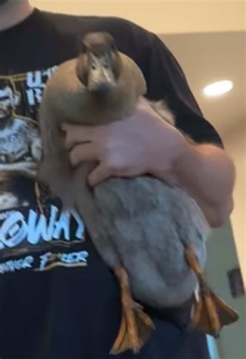 Cute Pet Ducks Quacking on the Farm