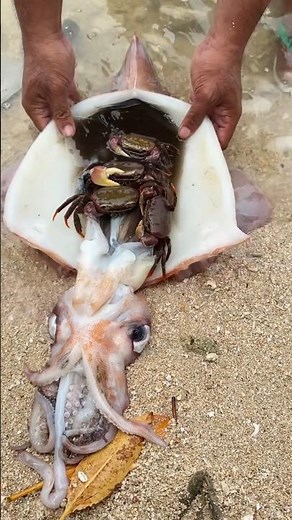 Found Stomach FULL of CRABS Inside This Squid! 🦑🦀 (Marine Predator Diet Revealed!)