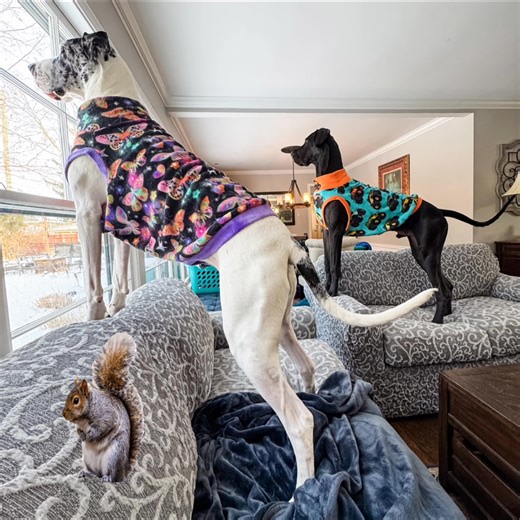 Sunday morning SQUIRREL PATROL! 😎 Nora and Pilot are fixated on 2 squirrel... one brown one and one black one, furiously chasing each other around and up the oak tree, running along the fence line, jumping up onto the wires, then into our neighbor's tall pine trees 🤪 PLEASE PLEASE PLEASE Mom, let us outside!!! 😜 | Lady Darla's Legacy - The Squirrel Patrol