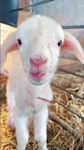 Rank Cutest Lamb Moment #animals #shorts #foryou