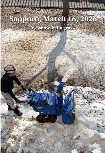 Sapporo, March 16, 2026 It’s nice to see you again, grass! #fyp #snow #winter #spring #hokkaido