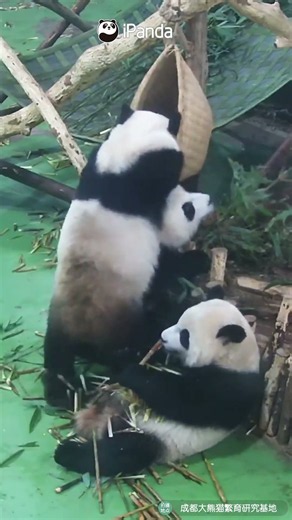 Wise Panda Finds Better Snack Strategy | iPanda #shorts