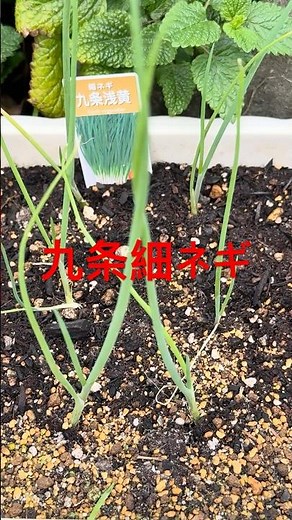 九条細ネギ ポット苗植え付け後 #九条ねぎ栽培 #九条葱栽培 #九条ネギ #ネギ栽培 #葱栽培 #家庭菜園