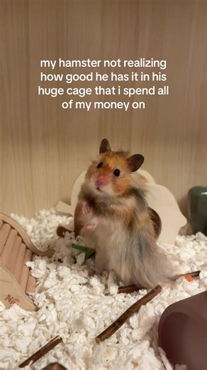 Why Your Hamster is Living the Good Life in a Big Cage