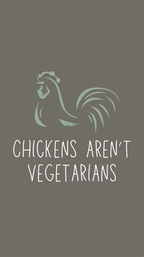 Chickens are omnivores, through and through. When I see “vegetarian fed” proudly displayed on egg cartons at the grocery store it makes me sad. Watch chickens in a natural setting and you’ll see them frantically going after any insect, frog, mouse, you name it! In our modern world today, it’s pretty common for chickens to only eat formulated chicken feed for their entire lives. It might leave you wondering, where did chickens get their protein from before commercial poultry feed was readily avai