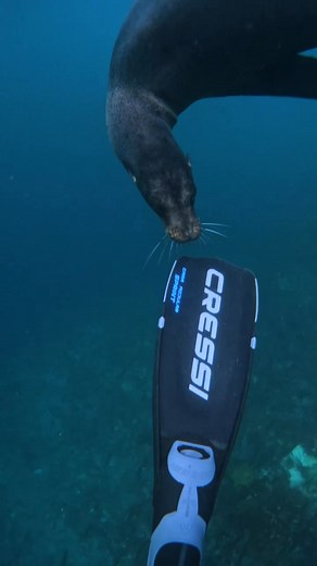 29K views · 609 reactions | You can put on a Cressi mask, unlock the dive of your life. Every detail sharper, every moment deeper. #Cressi1946 #divewithcressi #bestdiveever | Cressi | Facebook