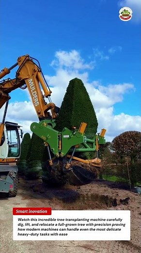 Tree Transplanting Machine in Action! Amazing Tree Spade Machine Moving Giant Trees Safely