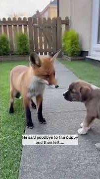 A frightened red fox ran into my house and hid #shorts