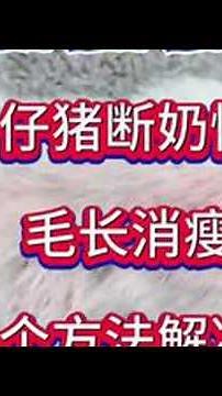 #pigletweaning #pigletmanagement #pigfarmer #pigmanagement