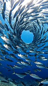 66K views · 2.1K reactions | POV: You accidentally swim into nature’s loading screen #UnderwaterWorld #OceanVibes #MarineLife #NatureIsCrazy #ScubaLife | DeepBlue Unknown | Facebook