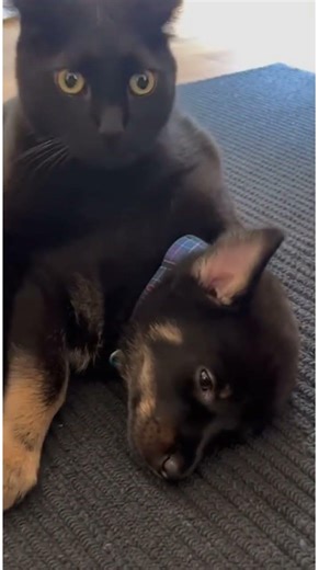 A Cat Grooms a Puppy Until a Sound Startles Them