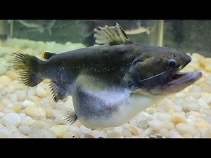 How Long Does It Take To Digest A Big Goldfish?