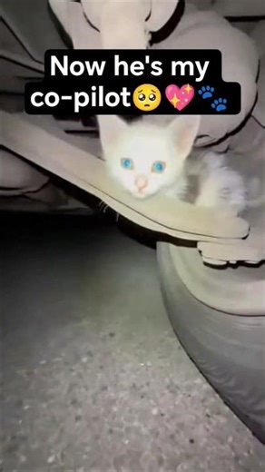 What a surprise! 🥺💖🫶 #cat #catshorts #trending #fyp #fypシ #fypシ゚viral #trendingshorts #trendingvideo